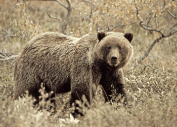 Hey Bear: Why we yell it in bear country